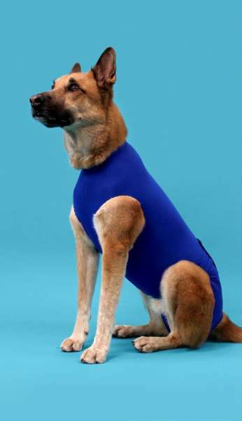 KVP Recova Shirt | Body für Hunde