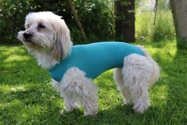 VetMedCare DOG BODY ohne Beine | Grün | für Hündinnen und Rüden